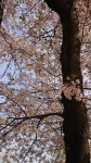 平瀬川０３