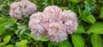 紫陽花02