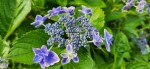 紫陽花