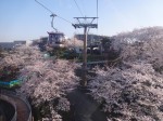 よみうりランド桜04