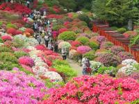 文京つつじまつり