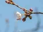 桜開花