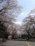 こどもの国　桜02