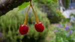 河津桜のサクランボ