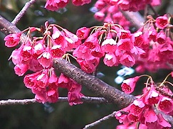 寒緋桜