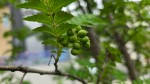 山椒の実