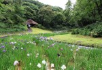 明治神宮　花菖蒲