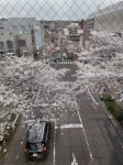 たまプラーザ　桜