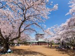 生田緑地　桜