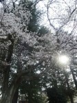 桜祭り０１