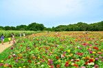 ヒャクニチソウ茨城　