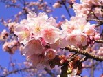 寒桜