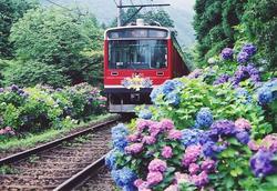 箱根登山　紫陽花