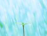 穀雨