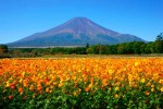 都公園山中湖　花の