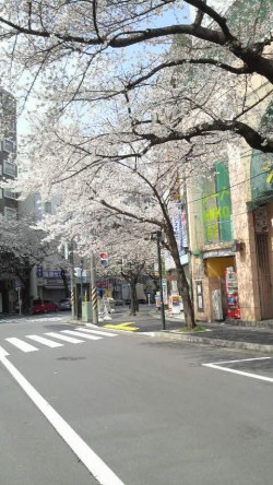 鷺沼　桜
