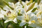 ユリの花