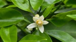 みかんの花